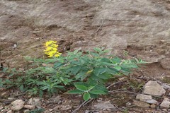 Crotalaria semperflorens